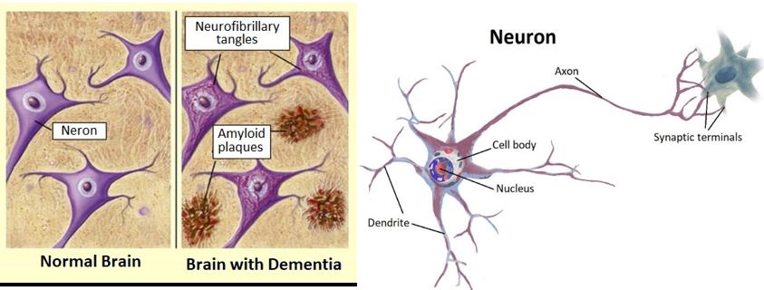 Neurons