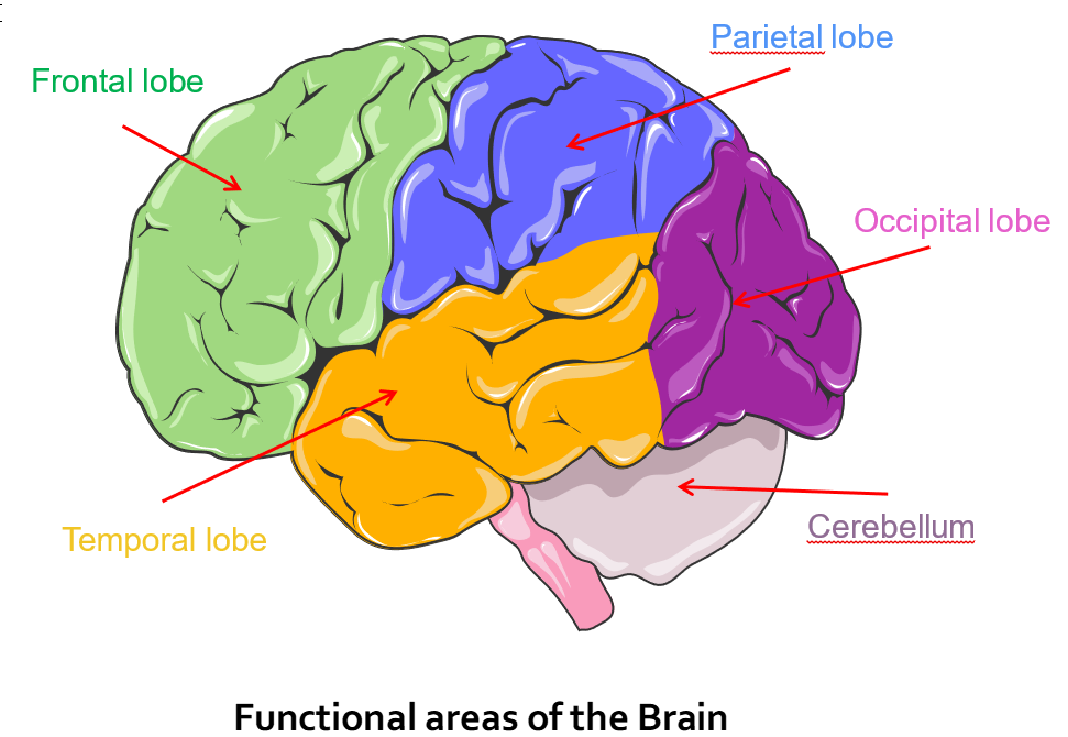 The Brain